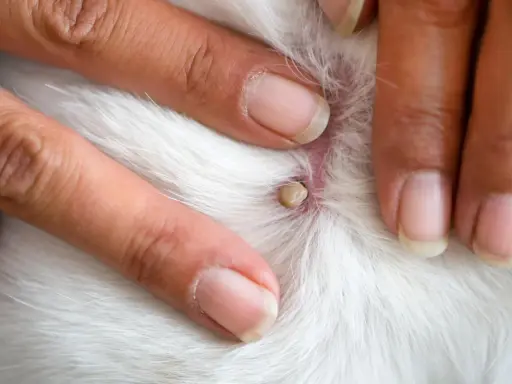 Doigts humains examinant une tique blanche attachée à la peau blanche d'un animal.