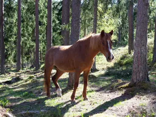 Brun häst i en svensk skog, en symbol för djurskyddet Sverige.
