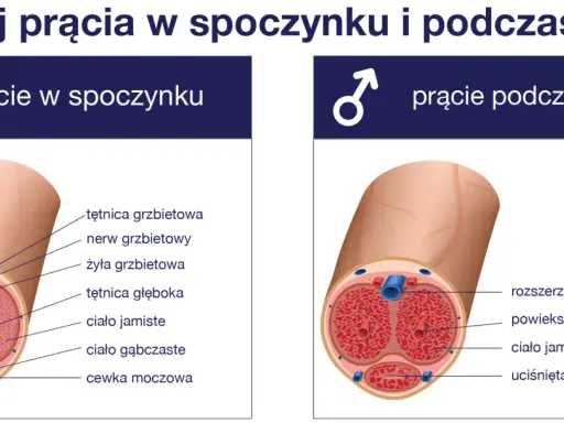 Przekrój prącia ukazuje jego budowę w spoczynku i podczas erekcji, z zaznaczonymi naczyniami krwionośnymi i cewką moczową.