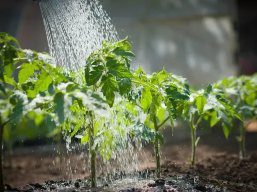 Arrosage tomates dans le potager. Les jeunes plants de tomates reçoivent de l'eau pour une croissance saine.