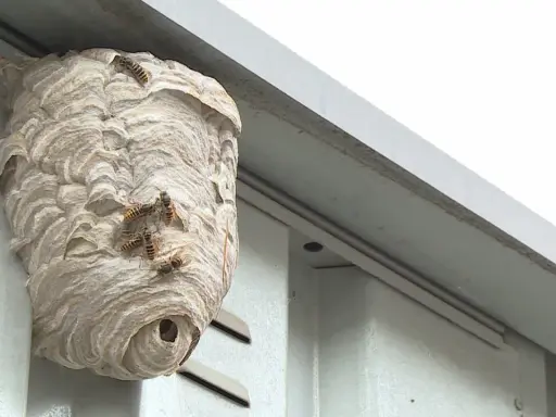 Ein Wespennest am Haus, Wespen vertreiben Nestbau ist hier ein Thema.