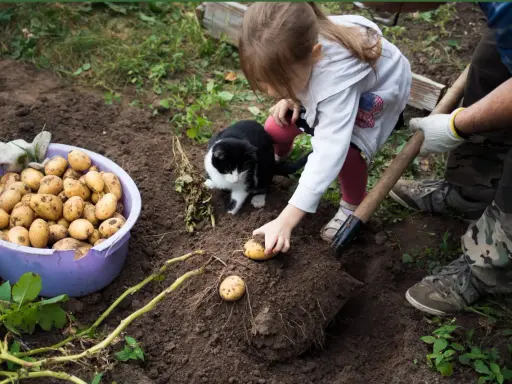 Une petite fille et un chat observent un homme qui plante des pommes de terre. Le moment idéal pour planter les pommes de terre est arrivé.