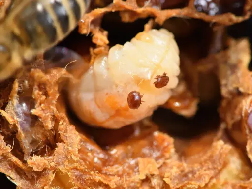 Varroa mites infest a bee larva. Seeing this infestation is a stark reminder of when is it too late to treat for varroa mites.