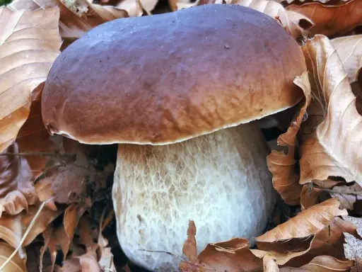 Un magnifique cèpe de Bordeaux, avec son chapeau brun et son pied blanc texturé, émerge d'un lit de feuilles mortes d'automne.