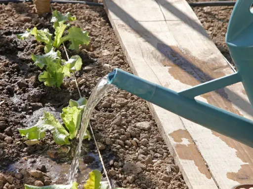 Arrosage des jeunes salades dans le potager. L'eau coule d'un arrosoir vert sur les plants et la terre.