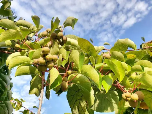 Grappes de petits fruits sur un arbre kiwi nom, sous un ciel bleu parsemé de nuages.