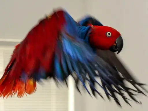 Pappagallo inseparabile con piume rosse e blu, in volo. Un'immagine che evoca la fragilità della vita, quasi una morte improvvisa.