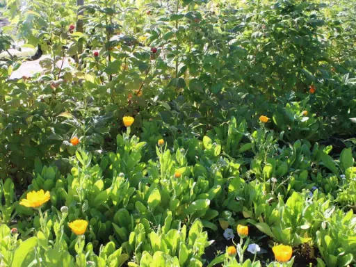 Des fleurs de souci et des framboises poussent ensemble. Idéal pour savoir que planter au pied des groseilliers pour un jardin comestible et fleuri.