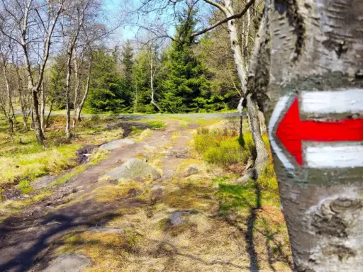 Czerwony szlak górski na drzewie wskazuje drogę przez las. Różne rodzaje szlaków górskich pomagają w nawigacji.