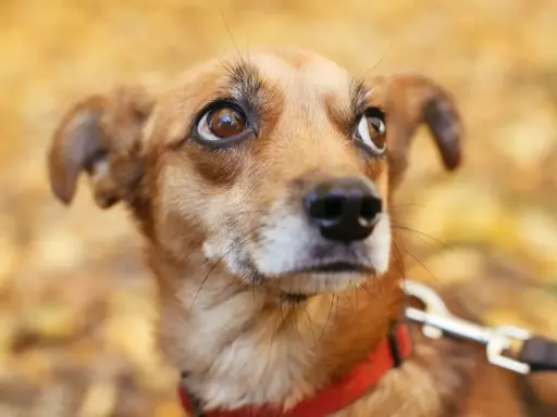 Un petit chien brun, au regard inquiet, porte un collier rouge. Il semble appréhender la rencontre avec d'autres chiens.