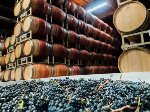 Winne beczki i świeże winogrona. Czy to początek produkcji sherry?
