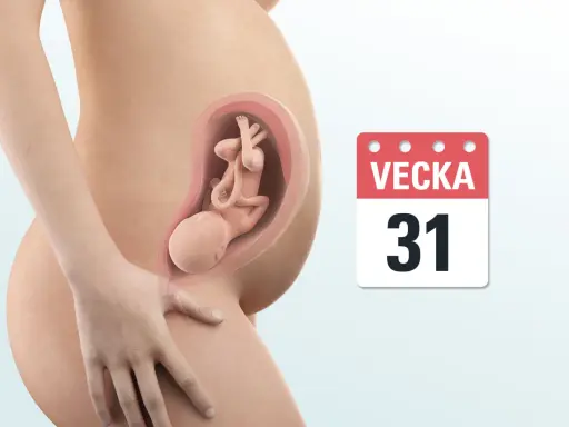 Gravid vecka 31. En illustration visar en gravid mage med ett foster inuti. Bredvid syns en kalender som visar "Vecka 31".