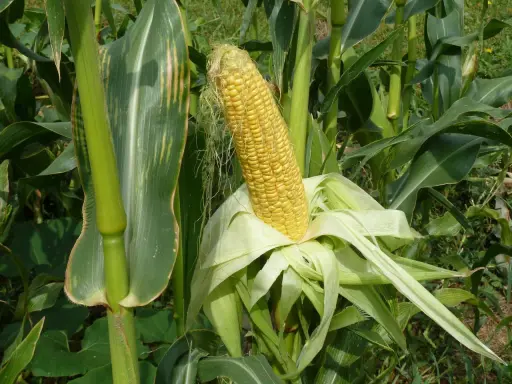 A ripe ear of sweet corn, ready for harvest. Learn how to plant sweet corn in a small garden for fresh, homegrown flavor.