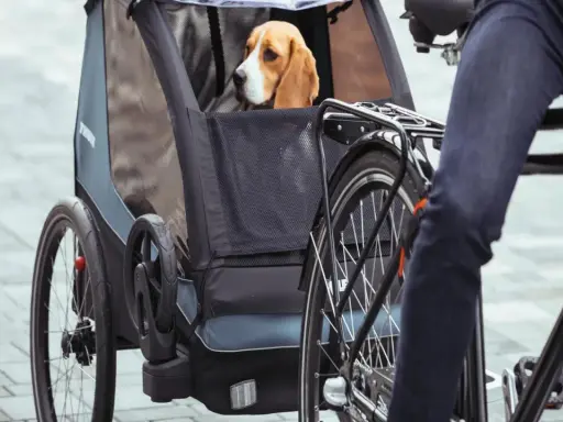 Beagle w przyczepce rowerowej. To świetny sposób, jak przewozić psa na rowerze, zapewniając mu komfort i bezpieczeństwo podczas wspólnych wycieczek.