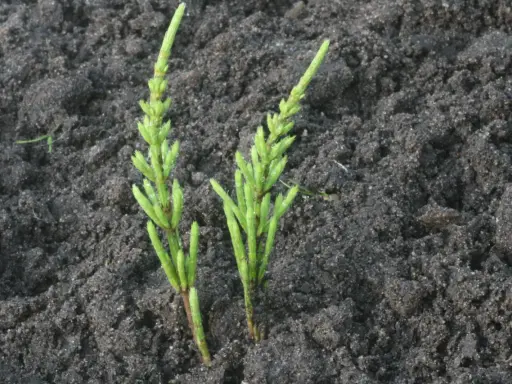 Dwa młode pędy skrzypu polnego wyrastające z ciemnej ziemi.
