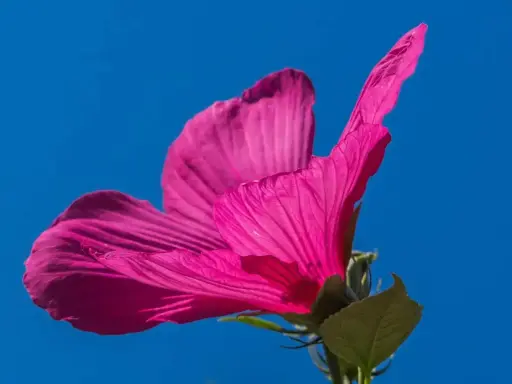 Piękny, różowy hibiskus na tle błękitnego nieba. Zastanawiasz się, co posadzić obok hibiskusa?