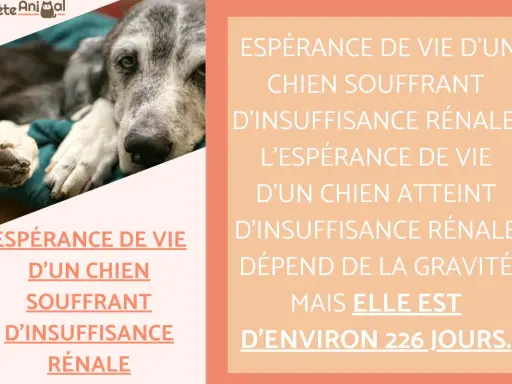 Un vieux chien repose, l'air fatigué. L'image aborde l'espérance de vie d'un chien souffrant d'insuffisance rénale, estimée à 226 jours.