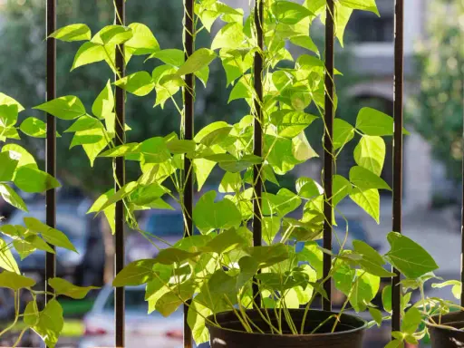 Des **haricots nains** grimpent sur des barreaux verticaux, leurs feuilles vertes lumineuses baignées de soleil.