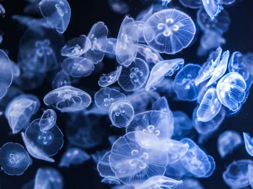 Un banco di meduse luminose fluttua nell'oscurità, creando uno spettacolo etereo.