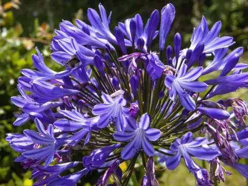 Gros plan sur une agapanthe en pot, ses fleurs bleues éclatantes attirant un bourdon.
