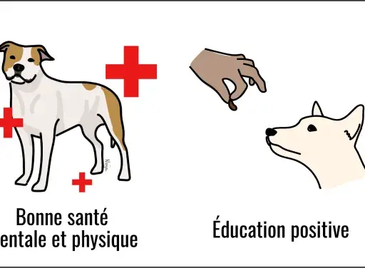 Prévenir le risque de morsure : bonne santé, éducation positive et relation de confiance. Un chien qui mord sans prévenir peut être évité.