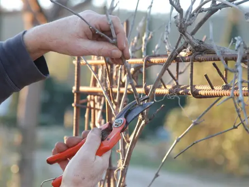 Main d'un jardinier taillant une vigne grimpante avec un sécateur orange, sur un support rouillé.