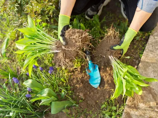 Hands in green gloves divide hosta plants, showing their root systems. This is a good time to divide hostas when they've outgrown their space.