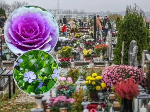Kolorowe żywe kwiaty na cmentarz, ozdabiające groby. W zbliżeniu fioletowa kapusta ozdobna i niebieskie barwinki.