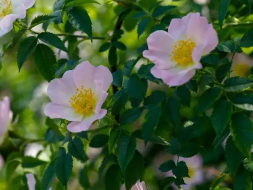Fleurs délicates de rosés des prés, aux pétales roses pâles et au cœur jaune vif, se balançant doucement parmi le feuillage vert.