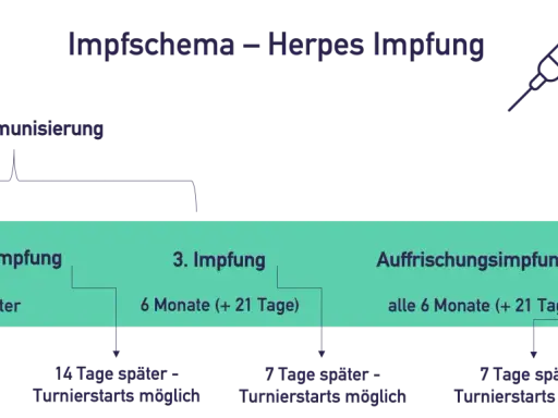 Schema für die Herpes Impfung bei Pferden: Grundimmunisierung mit 3 Impfungen, danach Auffrischungsimpfungen alle 6 Monate.