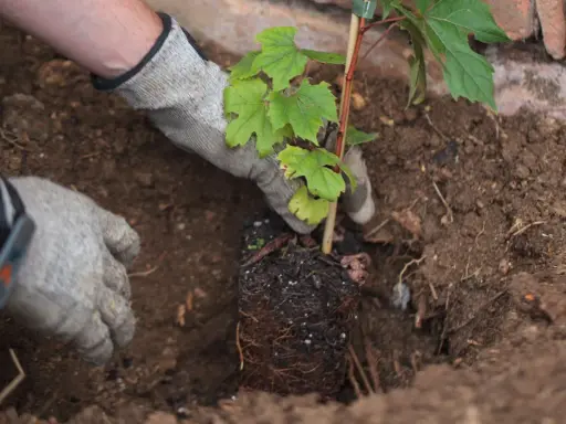 Mains gantées pour planter une jeune vigne dans la terre. Les racines sont visibles, prêtes à s'enraciner.