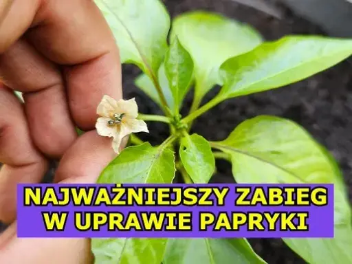 Kwitnienie papryki: Jak uniknąć opadania kwiatów? Poradnik.