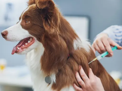 Un vétérinaire administre un vaccin à un chien. Le prix du vaccin contre la rage pour chien est une préoccupation pour de nombreux propriétaires.