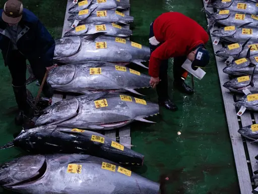 Mercato del pesce con uomini che esaminano enormi tonni, forse il tonno più grande mai pescato, pronti per la vendita.