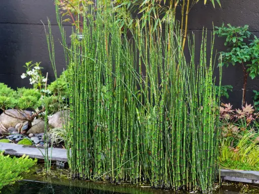 Plantes de prêle dans un jardin aquatique. Un traitement naturel pour un étang paisible.
