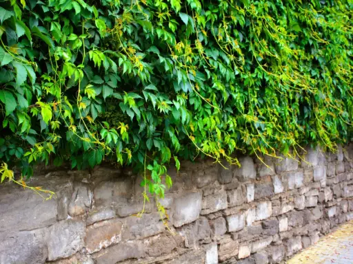 Lierre envahissant sur un mur de pierre. Pour savoir comment se débarrasser du lierre, il faut agir vite avant qu'il ne s'étende davantage.