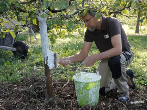Un jardinier applique un badigeon blanc sur le tronc d'un arbre fruitier, un geste essentiel quand traiter les arbres fruitiers pour les protéger.