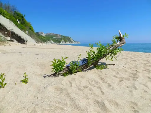 Plaża nad Morzem Czarnym, gdzie leży Bułgaria. Dryfujące drewno z zielonymi pędami na piasku, w oddali klif z zabudowaniami.