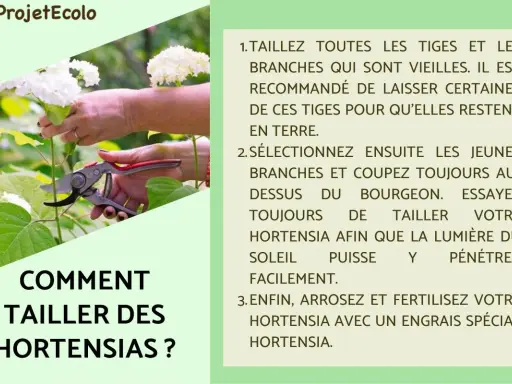 Comment tailler les hortensias : conseils pour élaguer les vieilles branches et sélectionner les jeunes pousses.