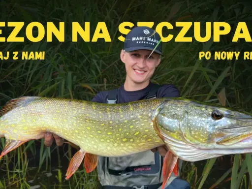 Szczęśliwy wędkarz trzyma ogromnego szczupaka, idealny okaz, kiedy żeruje szczupak. Sezon na szczupaki trwa!