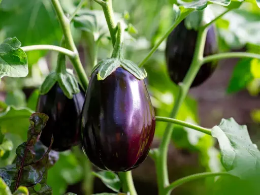 Aubergines brillantes sur la tige, entourées de feuilles vertes. Aucune maladie de l'aubergine visible sur cette photo.