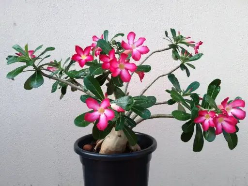 Une belle rose du désert en pleine floraison, avec ses fleurs roses vives et son tronc épais. L'entretien de cette plante est simple.
