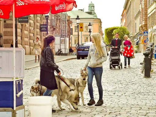Två kvinnor med hundar på en kullerstensgata i Djurgården, Stockholm. En familj med barnvagn syns i bakgrunden.