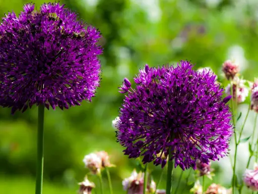 Deux magnifiques boules d'ail d'ornement violettes se dressent fièrement dans un jardin verdoyant, leurs fleurs étoilées capturant la lumière du soleil.