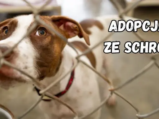 Smutne oczy psa za kratami. Marzy o domu, o adopcji psa ze schroniska.