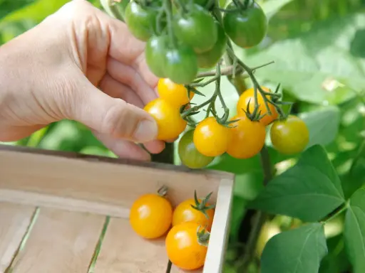 Main d'une personne récoltant des tomates jaunes mûres sur un pied de tomate, les plaçant dans une caisse en bois.