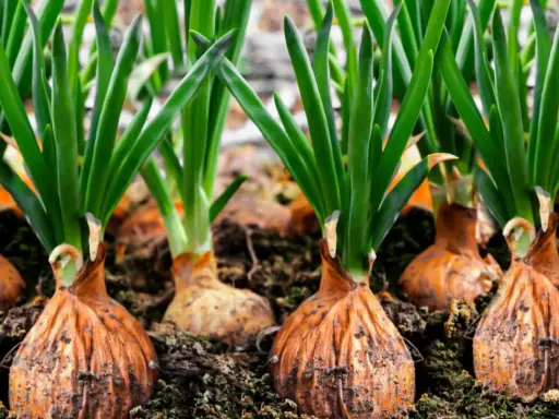 Rows of onion plants with green shoots emerging from brown bulbs, ready for harvest.
