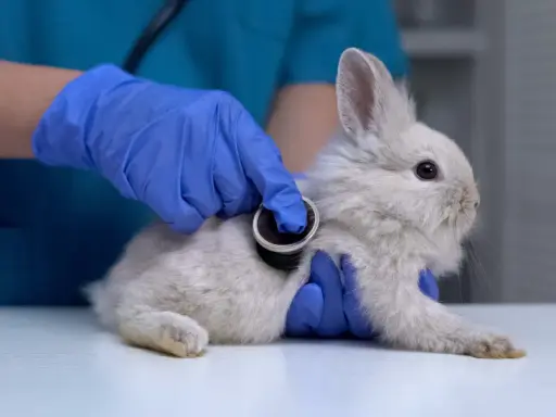 Tierarzt untersucht ein Kaninchen mit Stethoskop. Das Kaninchen sitzt ruhig in der Ecke des Tisches, während die Untersuchung stattfindet.