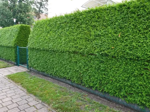 Seto de tuyas verde y frondoso, ideal para saber cuándo podar tuyas en Galicia y mantenerlo perfecto.