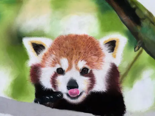 En röd panda med tungan ute, målad med torrpastell teknik.
